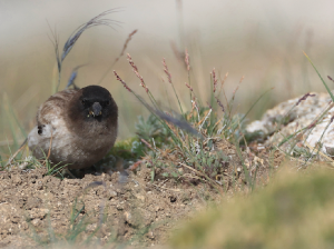 Brandt’s Mountain Finch, 高山岭雀, Leucosticte brandti-gallery-22