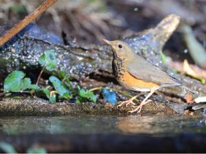 Grey-backed Thrush, 灰背鸫, Turdus hortulorum-gallery-54