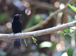 Asian Fairy-Bluebird, 和平鸟, Irena puella-gallery-32
