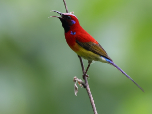 Mrs Gould’s Sunbird, 蓝喉太阳鸟, Aethopyga gouldiae-gallery-25