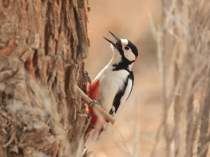 White-winged Woodpecker, 白翅啄木鸟, Dendrocopos leucopterus-gallery-10
