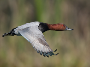 Common Pochard, 红头潜鸭, Aythya ferina-gallery-13