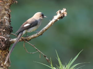 Long-tailed Sibia, 长尾奇鹛, Heterophasia picaoides-gallery-47