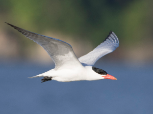 Caspian Tern, 红嘴巨鸥, Hydroprogne caspia-gallery-11