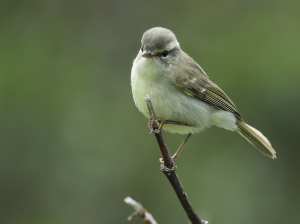 Greenish Warbler, 暗绿柳莺, Phylloscopus trochiloides-gallery-25