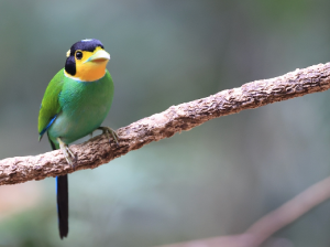 Long-tailed Broadbill, 长尾阔嘴鸟, Psarisomus dalhousiae-gallery-43