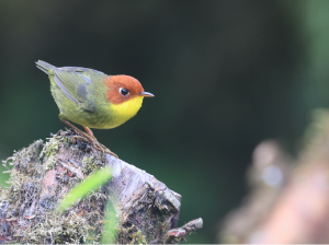 Chestnut-headed Tesia, 栗头地莺, Cettia castaneocoronata-gallery-12