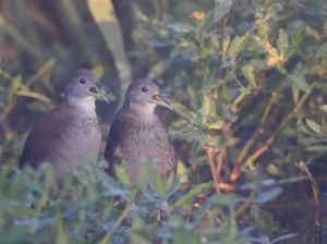 Brown Crake, 红脚苦恶鸟, Amaurornis akool-gallery-32