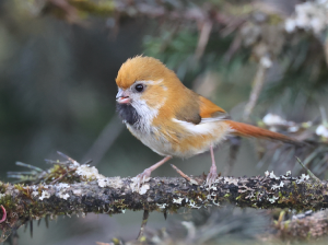 Golden Parrotbill, 金色鸦雀, Suthora verreauxi-gallery-1