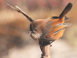 Brown-throated Fulvetta, 路德雀鹛, Fulvetta ludlowi-gallery-51