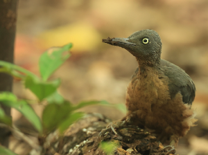 Ashy Woodpecker, 暗黄啄木鸟, Mulleripicus fulvus-gallery-5