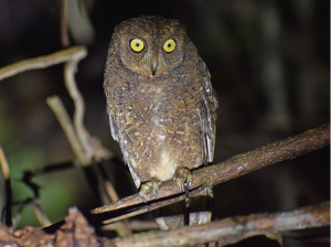 Nicobar Scops Owl, 尼科巴角鸮, Otus alius-gallery-21