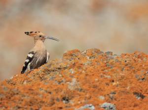 Eurasian Hoopoe, 戴胜, Upupa epops-gallery-34