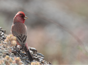 Great Rosefinch, 大朱雀, Carpodacus rubicilla-gallery-14