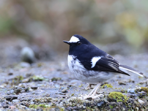Little Forktail, 小燕尾, Enicurus scouleri-gallery-51