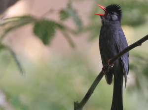 Black Bulbul, 黑短脚鹎, Hypsipetes leucocephalus-gallery-28