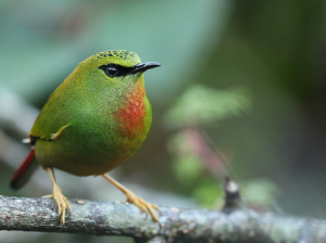 Fire-tailed Myzornis, 火尾绿鹛, Myzornis pyrrhoura-gallery-12