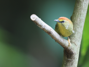Pin-striped Tit-Babbler, 纹胸巨鹛, Macronus gularis-gallery-3