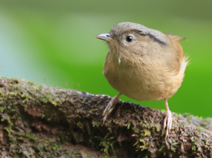 Brown-cheeked Fulvetta, 褐脸雀鹛, Alcippe poioicephala-gallery-26
