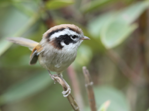White-browed Fulvetta, 白眉雀鹛, Fulvetta vinipectus-gallery-30