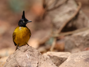 Black-crested Bulbul, 黑冠黄鹎, Pycnonotus flaviventris-gallery-37
