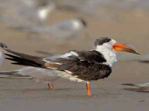 Indian Skimmer, 剪嘴鸥, Rynchops albicollis-gallery-30