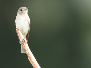 Asian Brown Flycatcher, 北灰鹟, Muscicapa dauurica-gallery-34