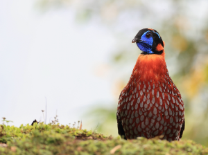 Temminck’s Tragopan, 红腹角雉, Tragopan temminckii-gallery-0