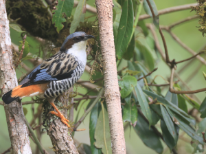 Himalayan Cutia, 班胁姬鹛, Cutia nipalensis-gallery-22