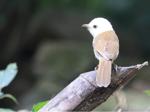 White-hooded Babbler, 白头鵙鹛, Gampsorhynchus rufulus-gallery-11