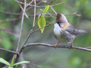 Whiskered Yuhina, 黄颈凤鹛, Yuhina flavicollis-gallery-8