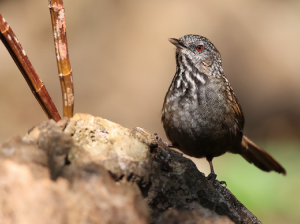 Annam Limestone Babbler, 越南灰岩鹪鹛, Gypsophila annamensis-gallery-0