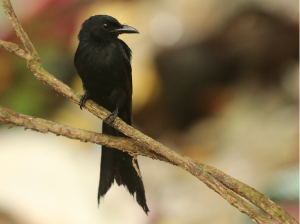 Andaman Drongo, 安达曼卷尾, Dicrurus andamanensis-gallery-18