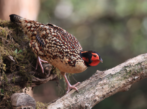 Cabot’s Tragopan, 黄腹角雉, Tragopan caboti-gallery-0