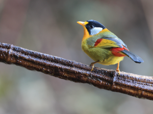 Silver-eared Mesia, 银耳相思鸟, Leiothrix argentauris-gallery-48