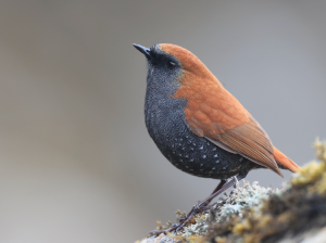 Gould’s Shortwing, 栗背短翅鸫, Heteroxenicus stellatus-gallery-11