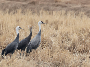 Hooded Cranes, 白头鹤, Grus monacha-gallery-8