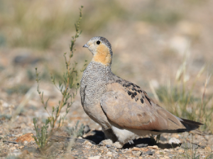 Tibetan Sandgrouse, 西藏毛腿沙鸡, Syrrhaptes tibetanus-gallery-39