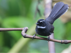 White-throated Fantail, 白喉扇尾鹟, Rhipidura albicollis-gallery-63