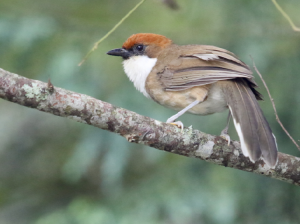 Rufous-crowned Laughingthrush, 白喉噪鹛, Pterorhinus ruficeps-gallery-39