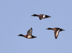 Baer’s Pochard, 青头潜鸭, Aythya baeri-gallery-40