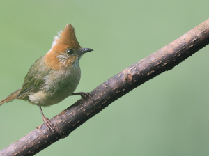 White-naped Yuhina, 白项凤鹛, Yuhina baker-gallery-56