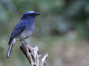 Hainan Blue Flycatcher, 海南蓝仙鹟, Cyornis hainanus-gallery-11