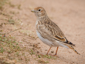 White-winged Lark, White-winged Lark, Alauda leucoptera-gallery-87