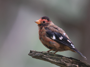 Spectacled Finch, 红眉金翅雀, Callacanthis burtoni-gallery-7