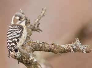 Japanese Pygmy Woodpecker, 小星头啄木鸟, Yungipicus kizuki-gallery-5