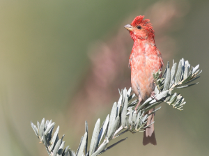 Common Rosefinch, 普通朱雀, Carpodacus erythrinus-gallery-17