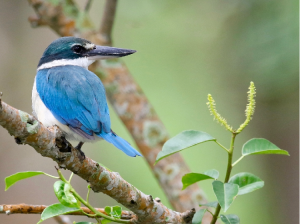 Collared Kingfisher, 白领翡翠, Todiramphus chloris-gallery-12