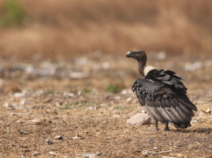 White-rumped Vulture, 白背兀鹫, Gyps bengalensis-gallery-42