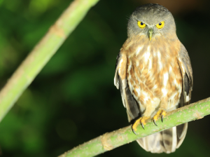 Andaman Hawk Owl, 安达曼鹰鸮, Ninox affinis-gallery-13